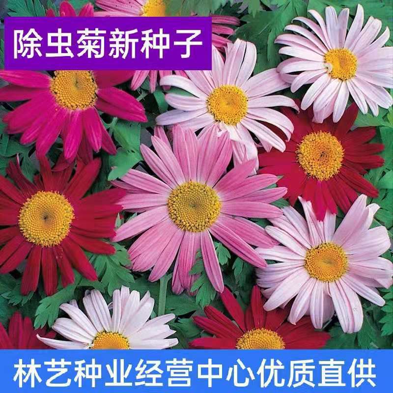 散装除虫菊种子白花除虫菊种子除虫草灭蚊菊驱蚊草种子