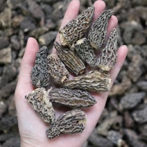 野生羊肚菌4cm足干货去柄颜色黑厚肉均匀