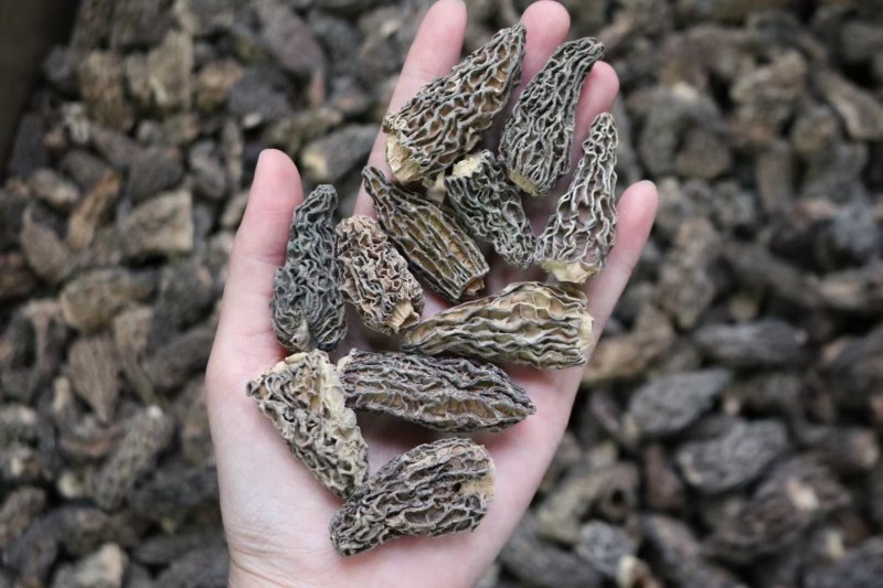 野生羊肚菌4cm足干货去柄颜色黑厚肉均匀