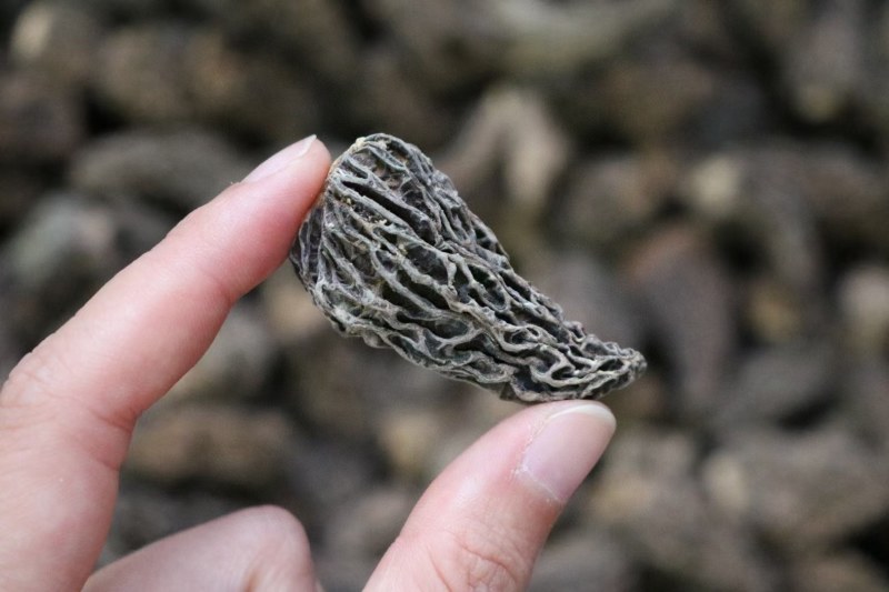 野生羊肚菌4cm足干货去柄颜色黑厚肉均匀