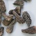 野生羊肚菌4cm足干货去柄颜色黑厚肉均匀