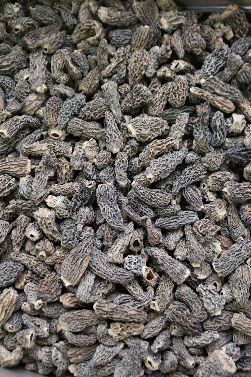 野生羊肚菌4cm足干货去柄颜色黑厚肉均匀