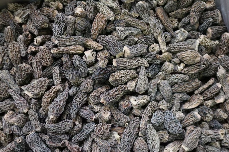 野生羊肚菌4cm足干货去柄颜色黑厚肉均匀