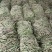 红豆角，大量上市，质量好，耐运输，产地专业代发团队！