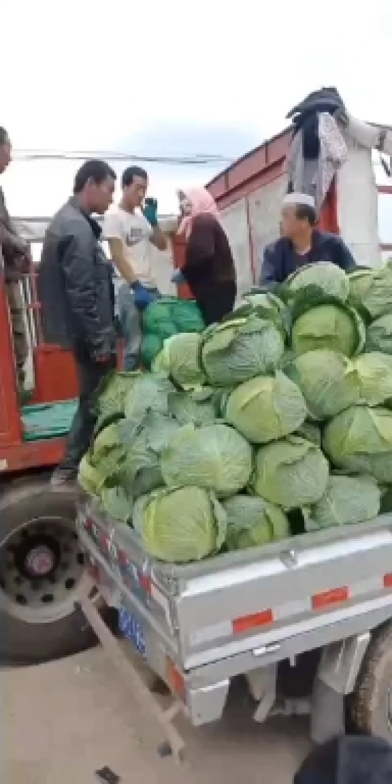 大圆苞菜宁夏千亩基地代岁全国，欢迎全国客商前来采购，诚信