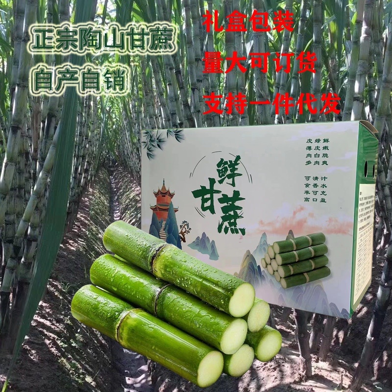 陶山甘蔗陶山果蔗自产自销青皮甘蔗温州正宗陶山甘蔗