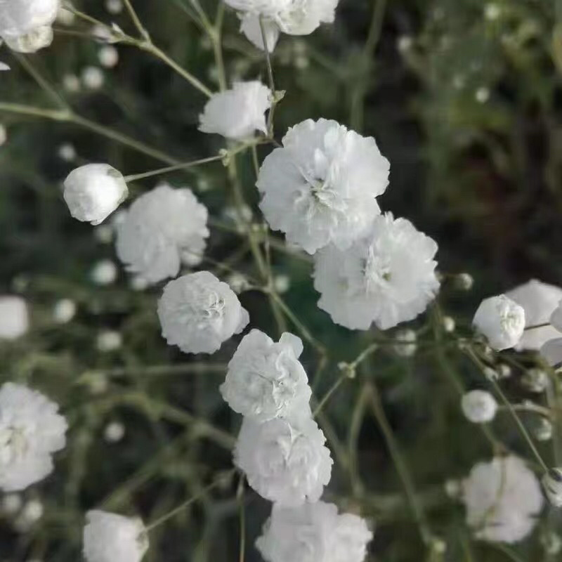 【满天星】鲜切花白色彩色齐全昆明鲜花基地直批新鲜包邮到家