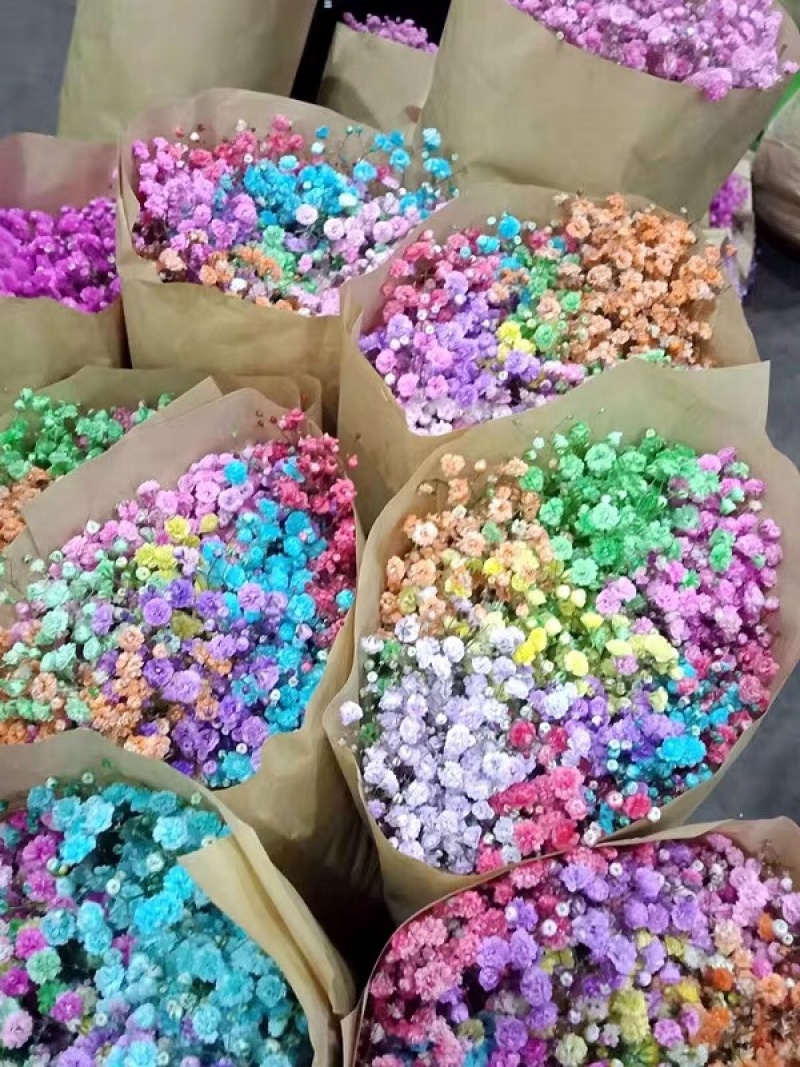 【满天星】鲜切花白色彩色齐全昆明鲜花基地直批新鲜包邮到家