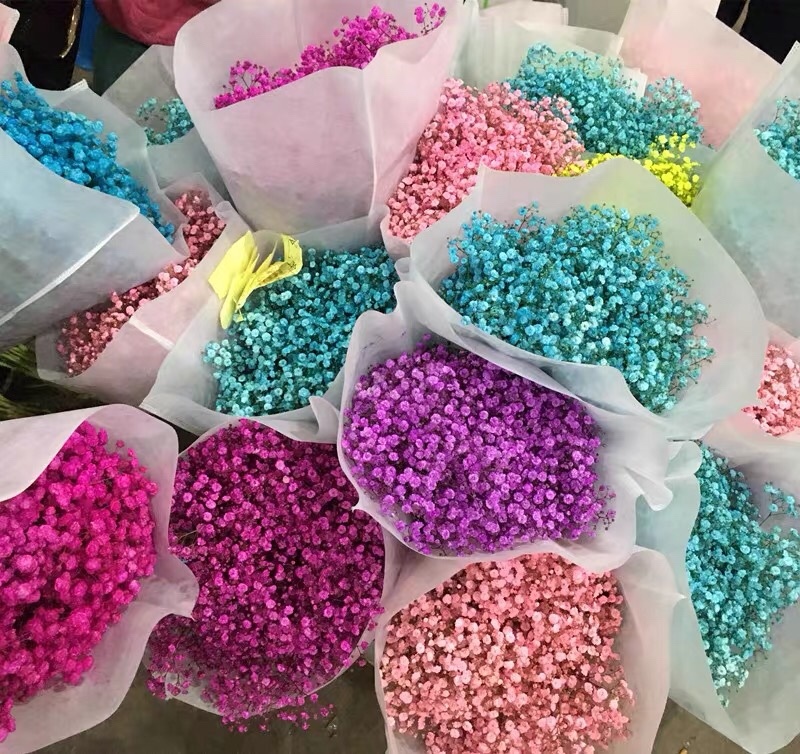 【满天星】鲜切花白色彩色齐全昆明鲜花基地直批新鲜包邮到家