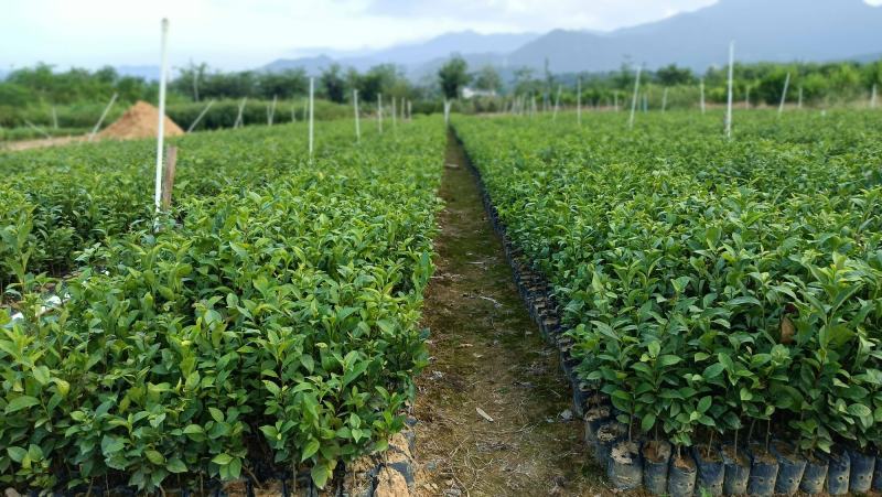 仙人茶，山籽茶，云雾茶