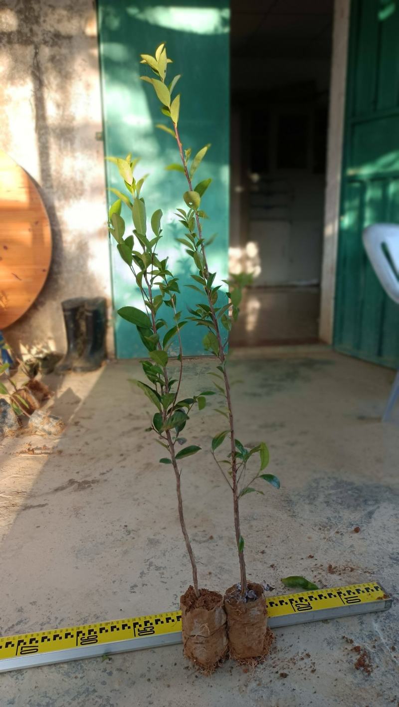 仙人茶，山籽茶，云雾茶