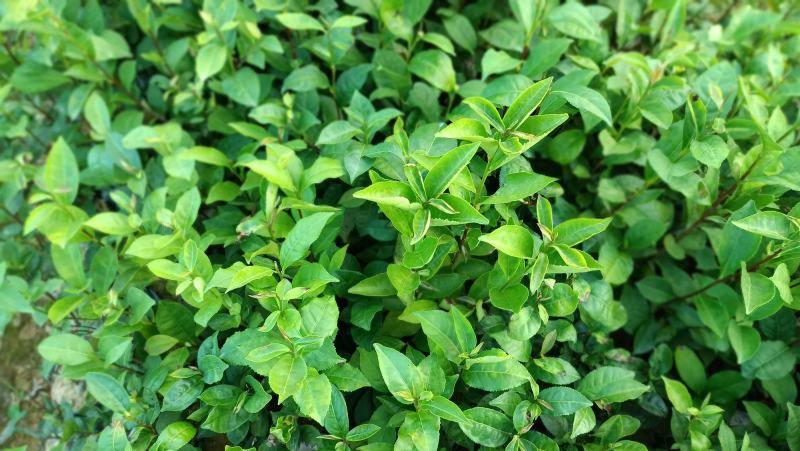 仙人茶，山籽茶，云雾茶