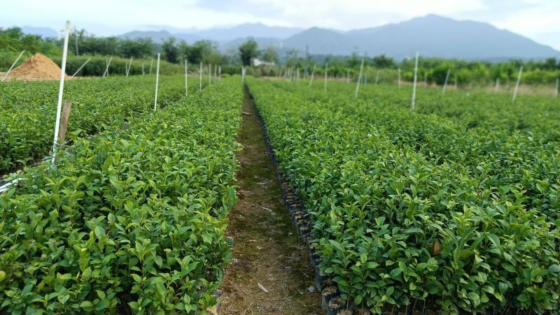 仙人茶，山籽茶，云雾茶