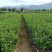 仙人茶，山籽茶，云雾茶