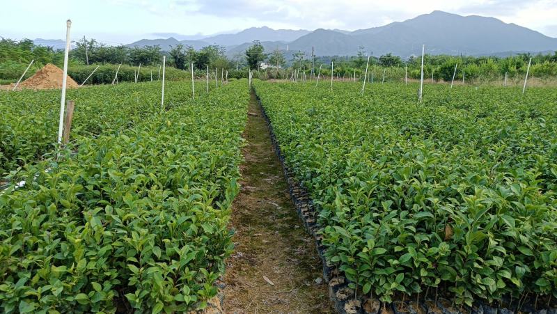 仙人茶，山籽茶，云雾茶