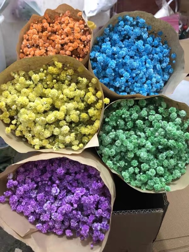 【满天星】鲜切花白色彩色齐全昆明鲜花基地直批新鲜包邮到家