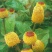 花卉种子观花植物金纽扣种子桂圆菊种子花园种植
