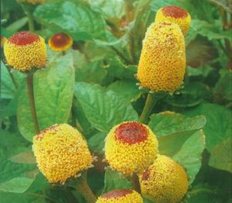 花卉种子观花植物金纽扣种子桂圆菊种子花园种植