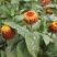 花卉种子观花植物金纽扣种子桂圆菊种子花园种植