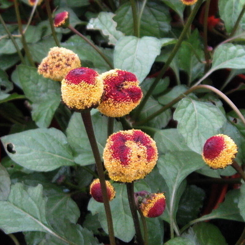 花卉种子观花植物金纽扣种子桂圆菊种子花园种植