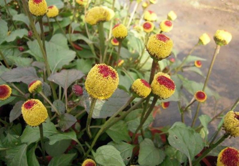 花卉种子观花植物金纽扣种子桂圆菊种子花园种植