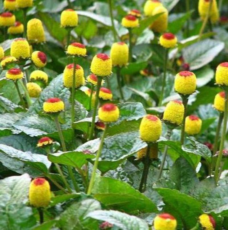 花卉种子观花植物金纽扣种子桂圆菊种子花园种植