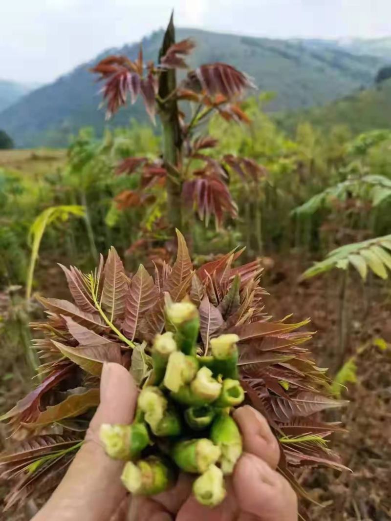 和众椿业，基地红香椿。精品包装全国直销保障售后