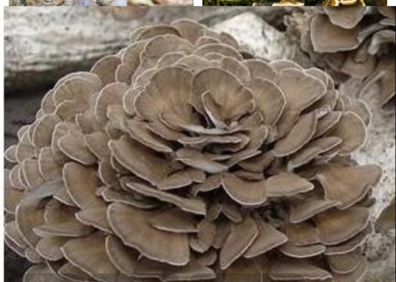 灰树花菌种，鸡枞菌，菌种，母种，原种提供技术指导