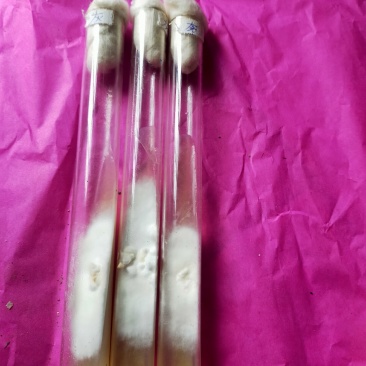 灰树花菌种，鸡枞菌，菌种，母种，原种提供技术指导