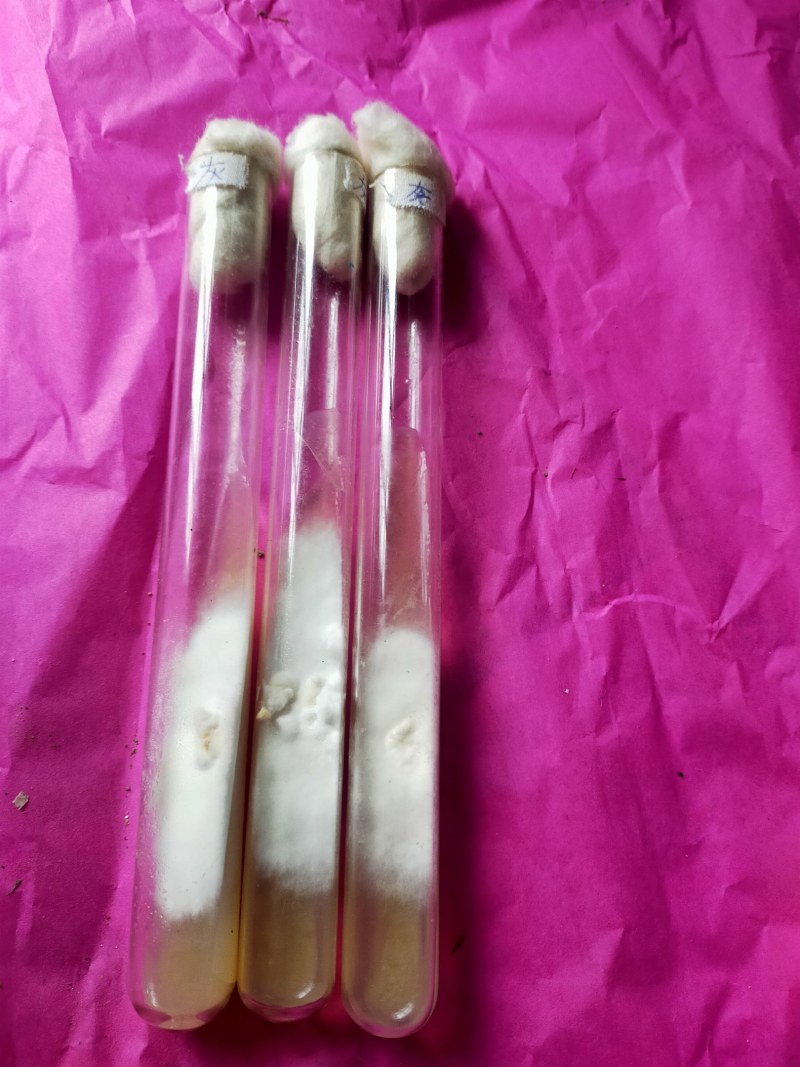 灰树花菌种，鸡枞菌，菌种，母种，原种提供技术指导