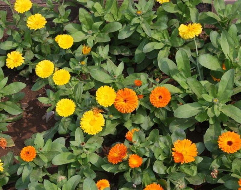 观花种子金盏菊种子金盏花耐寒花种子景观绿化庭院阳台盆栽