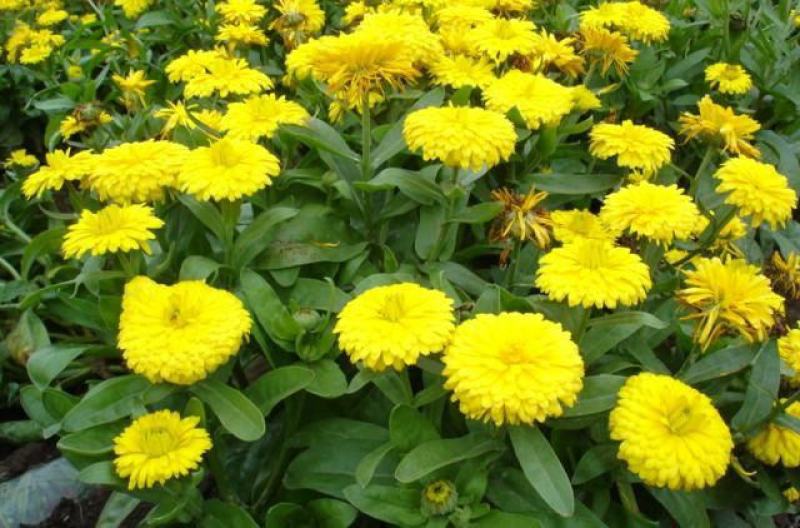 观花种子金盏菊种子金盏花耐寒花种子景观绿化庭院阳台盆栽