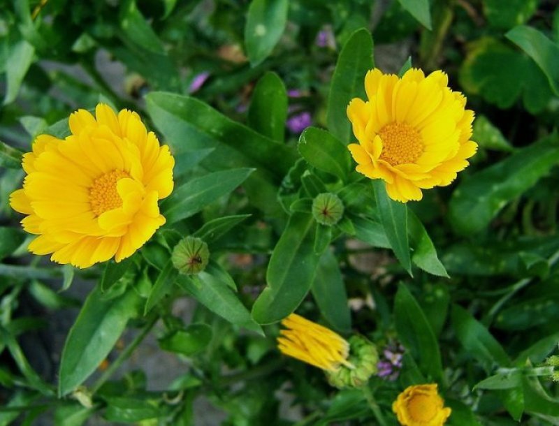 观花种子金盏菊种子金盏花耐寒花种子景观绿化庭院阳台盆栽