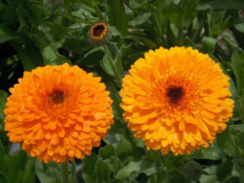 观花种子金盏菊种子金盏花耐寒花种子景观绿化庭院阳台盆栽