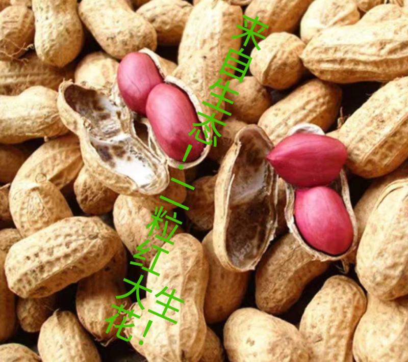 花生二粒红花生，带壳种子，种米都有。好种子挑选
