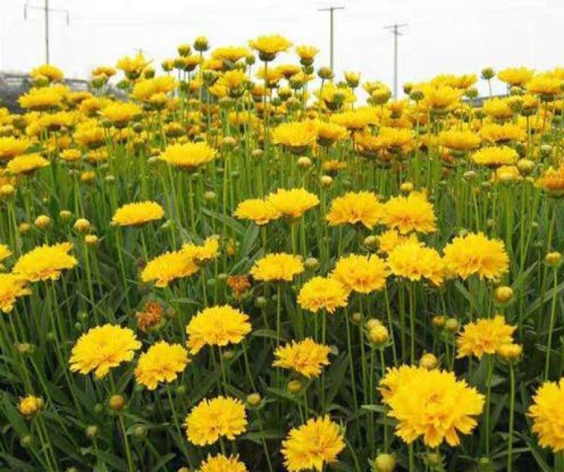 大花金鸡菊种子四季开花易种籽子景观花种子量大优惠