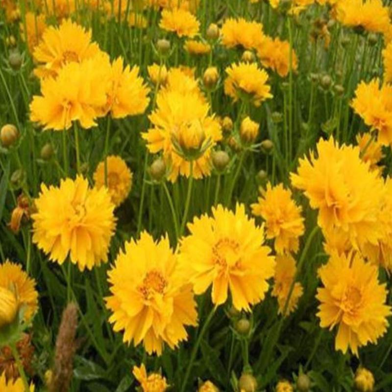 大花金鸡菊种子四季开花易种籽子景观花种子量大优惠