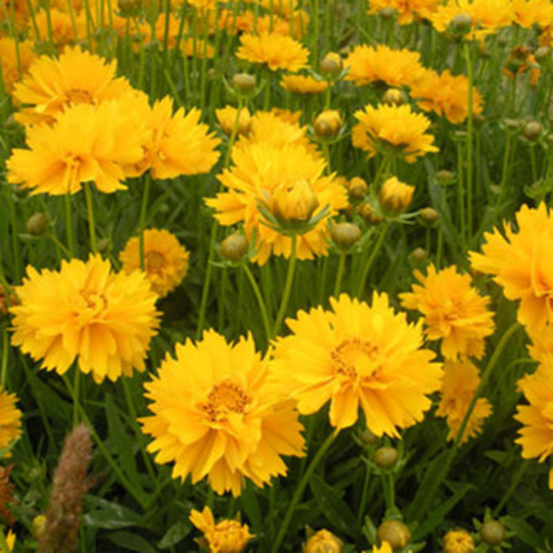 大花金鸡菊种子四季开花易种籽子景观花种子量大优惠