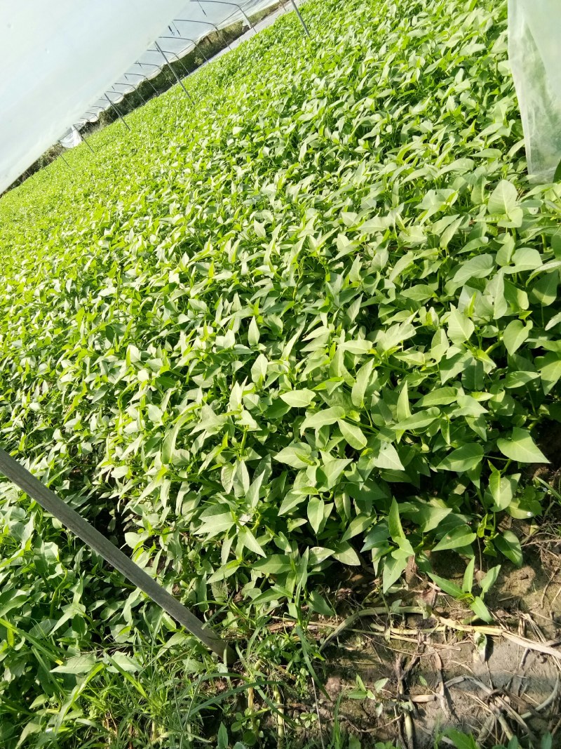 空心菜（新鲜空心菜现货供应）