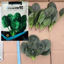 川崎6号菠菜种子半直立叶片深绿油亮春秋越冬栽培耐寒
