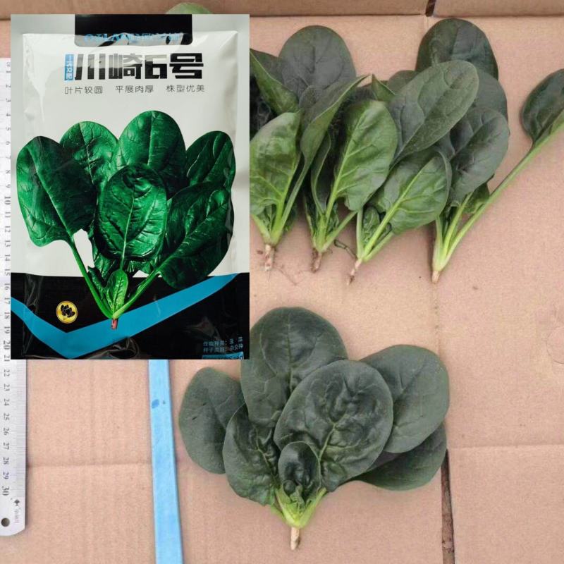 川崎6号菠菜种子半直立叶片深绿油亮春秋越冬栽培耐寒