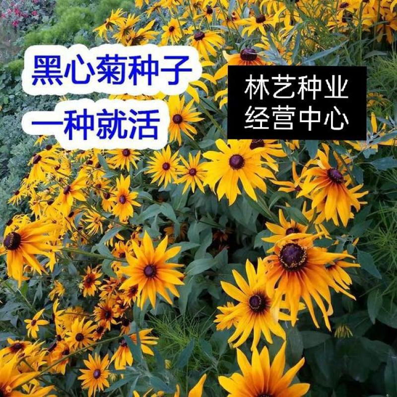 新黑心菊花卉种子黑眼菊金光菊园艺花籽春秋播种易活花海盆栽