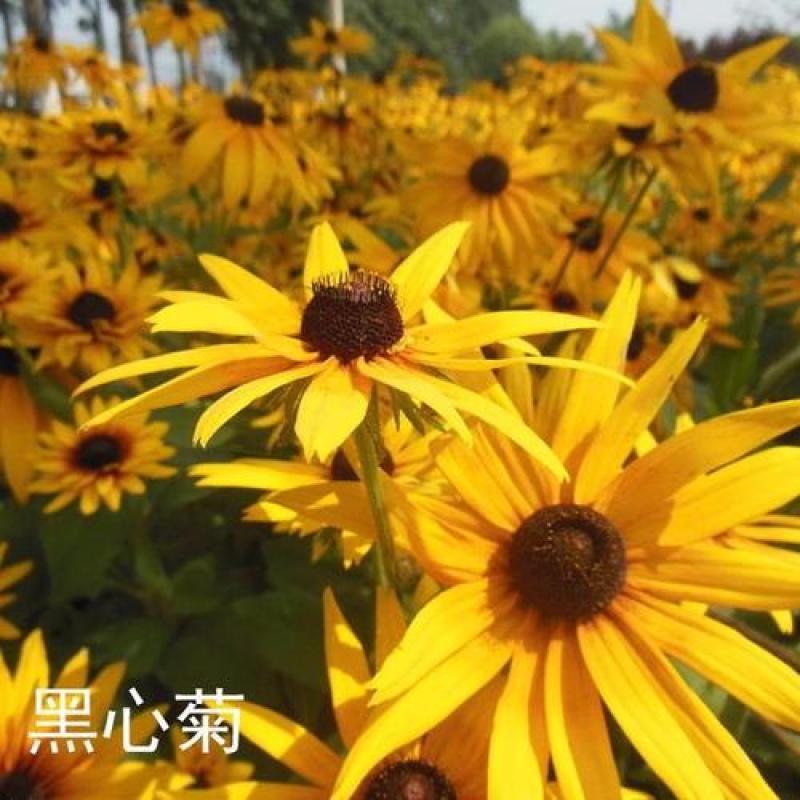 新黑心菊花卉种子黑眼菊金光菊园艺花籽春秋播种易活花海盆栽