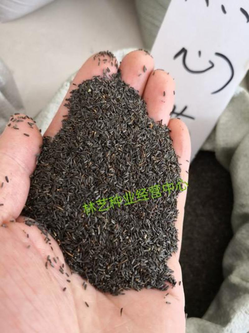 新黑心菊花卉种子黑眼菊金光菊园艺花籽春秋播种易活花海盆栽