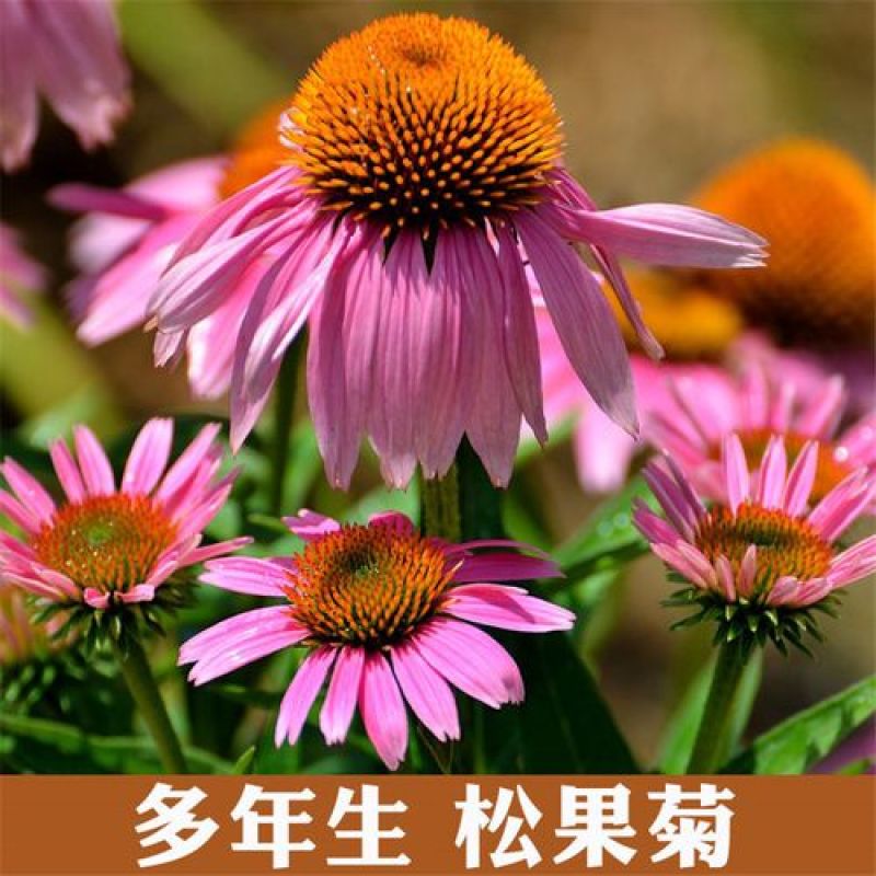 松果菊种子紫锥花紫锥菊紫松果菊种籽多年生宿根花卉花海植物