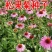 松果菊种子紫锥花紫锥菊紫松果菊种籽多年生宿根花卉花海植物