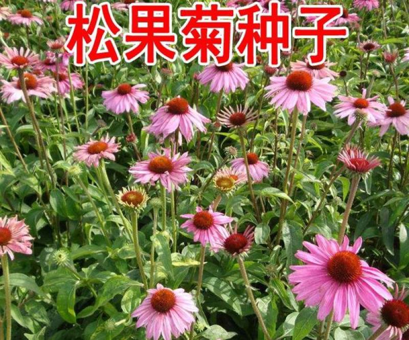 松果菊种子紫锥花紫锥菊紫松果菊种籽多年生宿根花卉花海植物