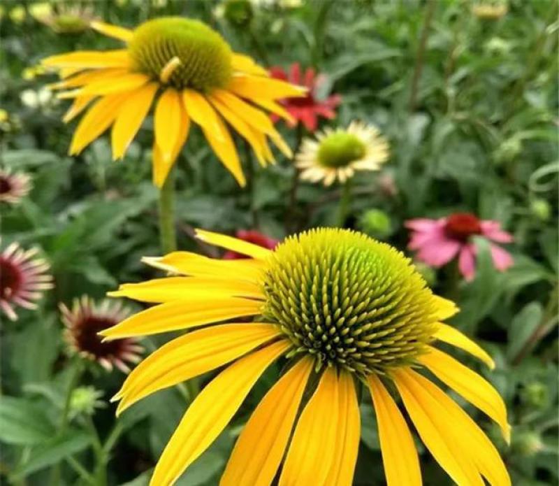 松果菊种子紫锥花紫锥菊紫松果菊种籽多年生宿根花卉花海植物