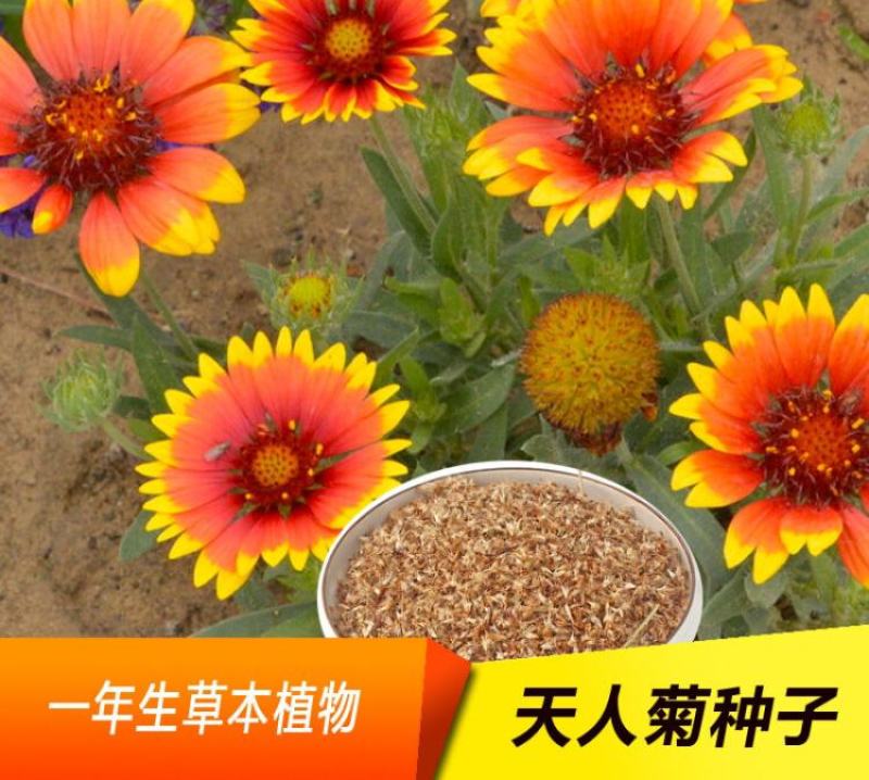 天人菊种子耐寒秋播多年生花籽园林景花海观绿化花卉种子