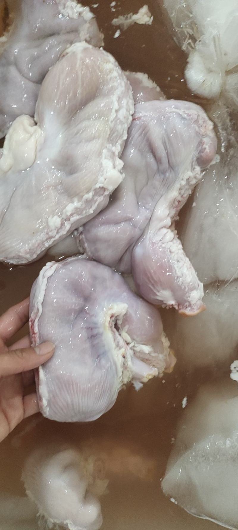 新鲜猪肚，干货1.5斤以上亮货颜色鲜艳，零售酒楼专用